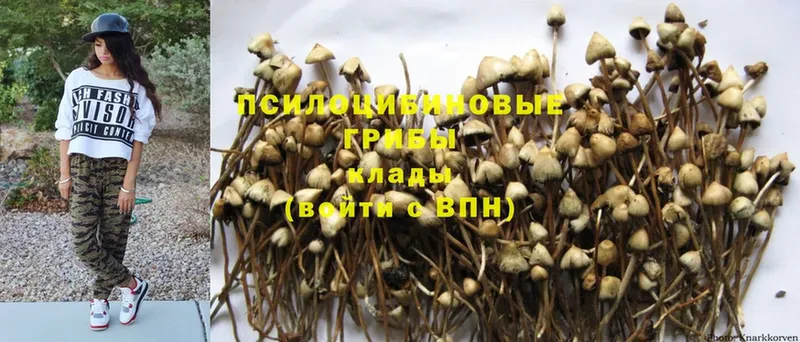 Галлюциногенные грибы Psilocybine cubensis  Белоярский 